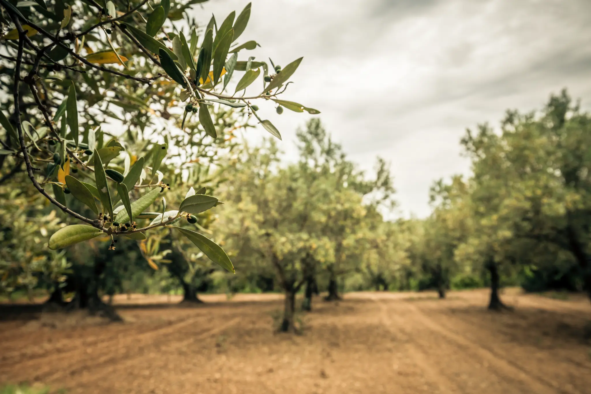 Olivar centenario PRIMVS ESSENCE — Puente Genil, Córdoba