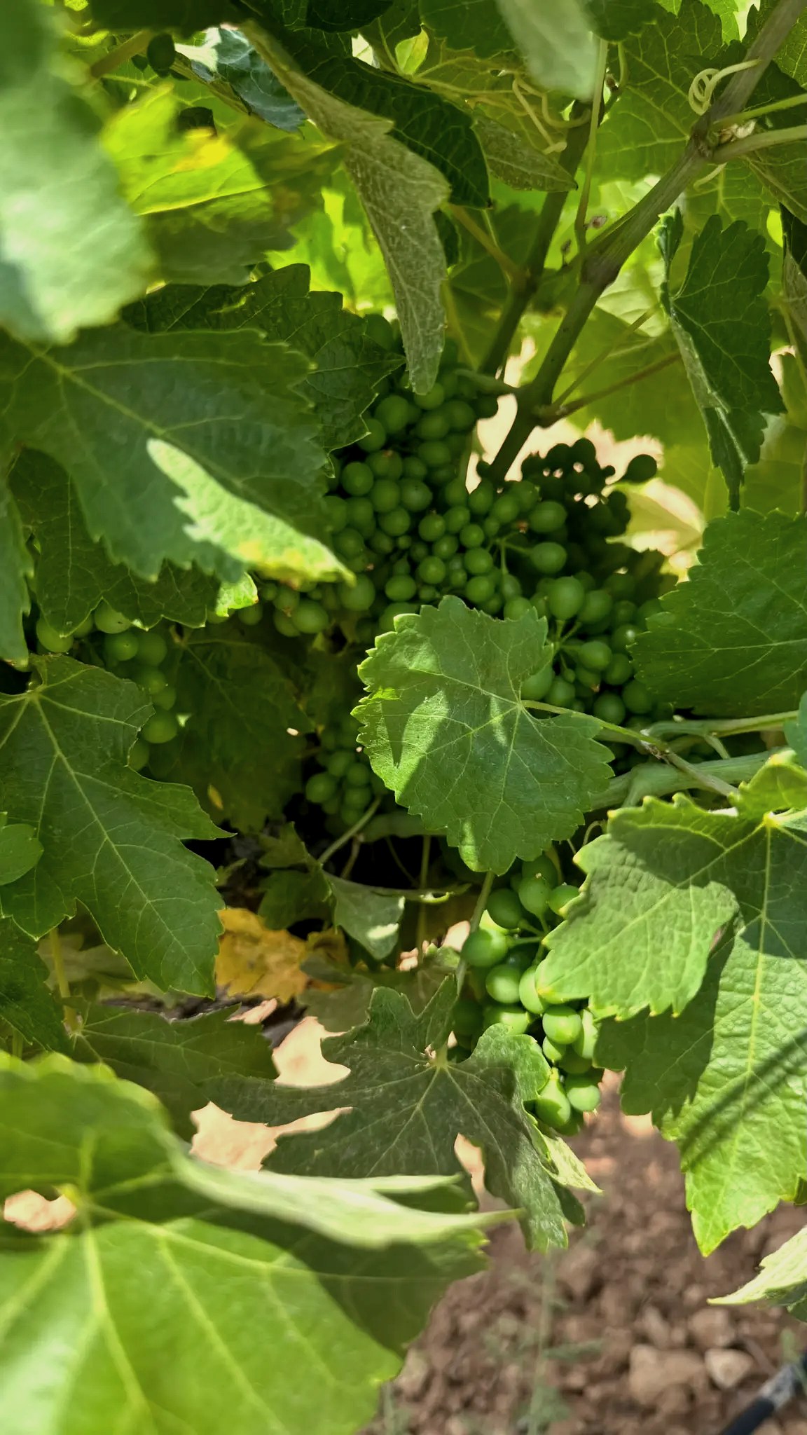 Detalle de uvas en la viña de PRIMVS ESSENCE